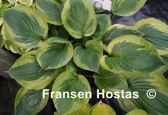 Hosta Dust Devil